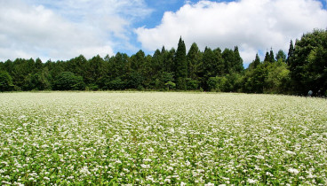 buckwheat-field-in-blossom